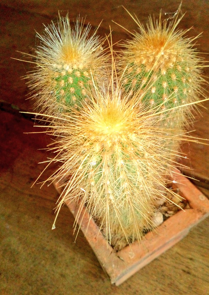 SimonAkeroyd's tweet image. #LockdownChallenges
Re-potting this very spikey cactus when you can&apos;t find any gloves!

Perhaps I&apos;ll find a different job.