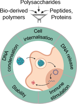 Angewandte Chemie (@angew_chem) on Twitter photo Biopolymer-based carriers for DNA vaccine design <a href="/FrukLab/">Fruk Lab</a> <a href="/Lil2410/">Ljiljana Fruk</a> @cfranck92 <a href="/andrea_popov/">Andrea B. Popov</a> onlinelibrary.wiley.com/doi/10.1002/an… Biopolymer-based carriers for DNA vaccine design <a href="/FrukLab/">Fruk Lab</a> <a href="/Lil2410/">Ljiljana Fruk</a> @cfranck92 <a href="/andrea_popov/">Andrea B. Popov</a> onlinelibrary.wiley.com/doi/10.1002/an…