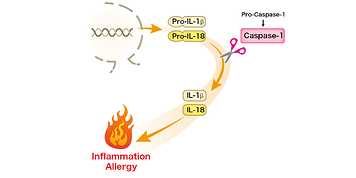 MBLICorp's tweet photo. Click the link below to discover tips for successful results using our extremely popular IL-18 ELISA kits! https://t.co/sQSLAczxRD #IL18 #ELISA  #ProIL18 #LifeSciences https://t.co/AMHNAyx6r1