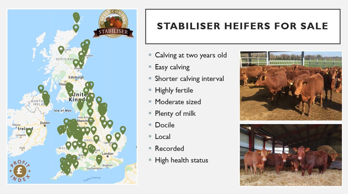StabiliserBeef's tweet photo. Are you running short on bulling heifers this year? Or had a poorer scanning than expected? 

Get in touch and we can find some top quality bulling heifers which suit you!

#stabilisercattle #stabiliser #cattle #breedingstock #breedingcattle #britishbeef https://t.co/NmIcYPU1nn