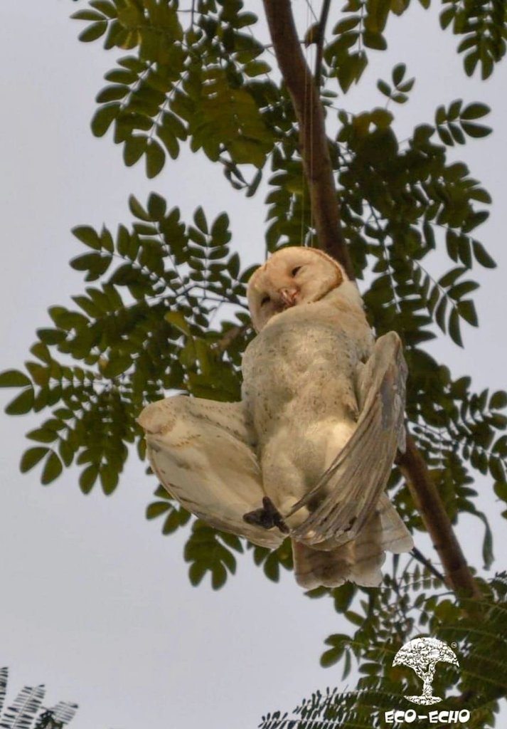 swethaboddu's tweet photo. This isn't a suicide. It's clear murder!
By - Humans 
Place - Nashik
Weapon - #Manjha

Kite flying can be fun without harming birds. Use cotton thread. 
Say no to plastic
@EcoEchoFoundat1 https://t.co/PiHdT0CZrm