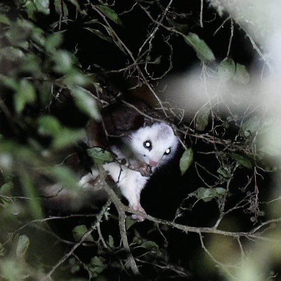 taiwanbirdguide's tweet photo. Found some good #WhiteFacedFlyingSquirrel in the night drive along the road in #Tataka #YushanNP. Tomorrow will count bird for #NYBC #NYBCTaiwan #nybctaiwan2021 #NewYearBirdCount

#TaiwanBirdGuide #bird #birding #birdtour #mammal #Taiwan https://t.co/JQ0heoKpN2
