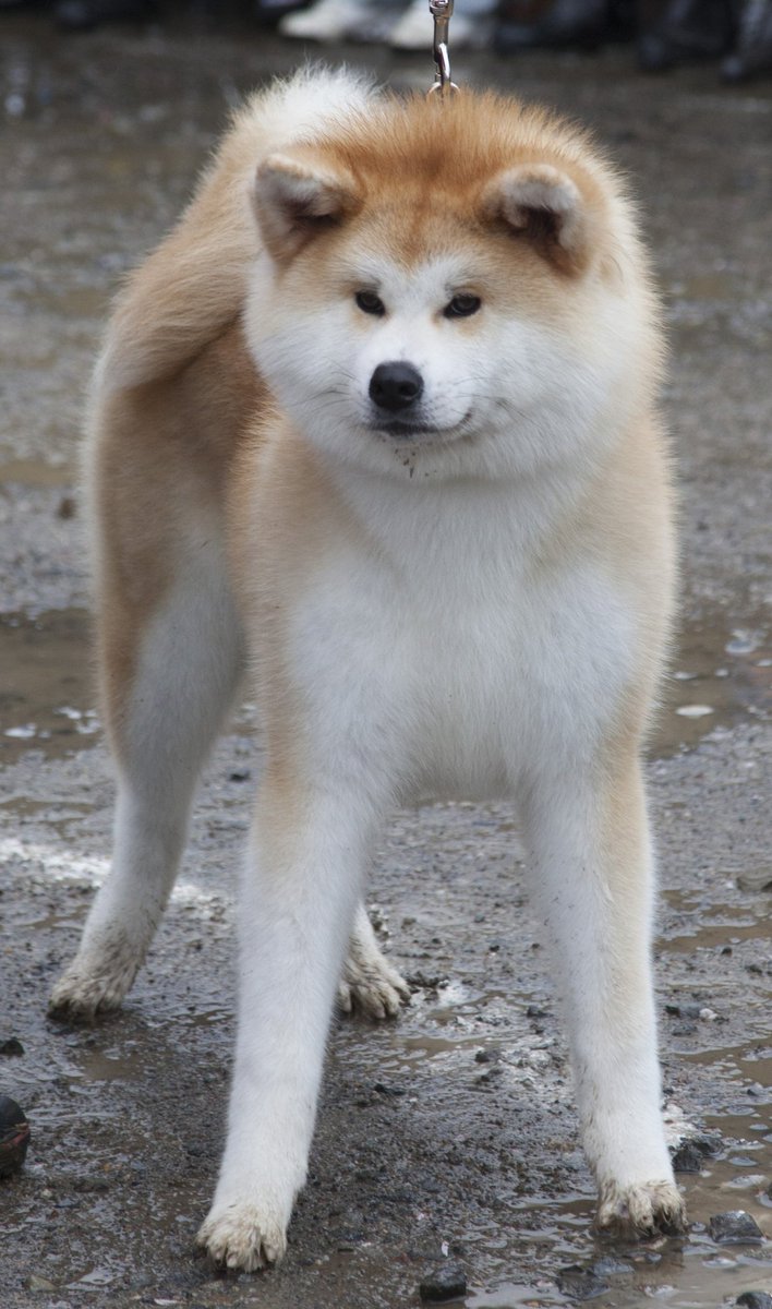 あきほ 秋田犬保存会 秋田犬会館 على تويتر 同じく幼犬の赤毛ちゃん