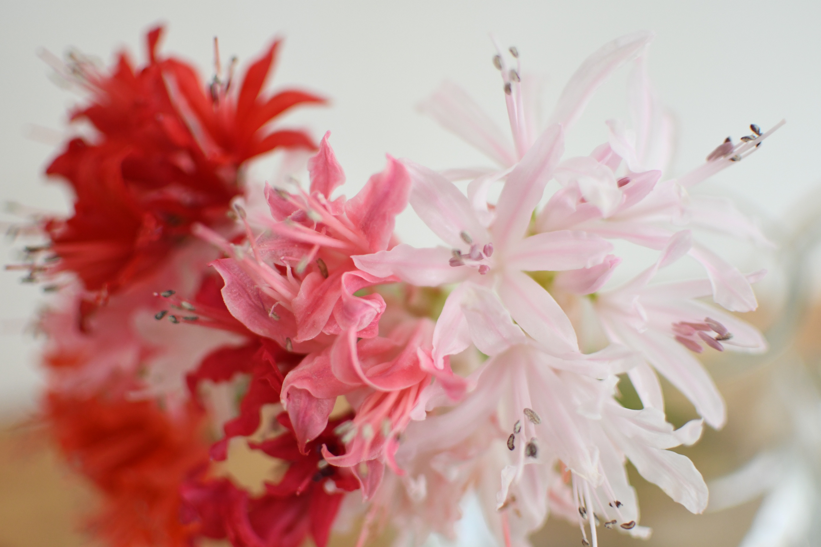 ハナラボノート ネリネの花言葉 また逢う日を楽しみに 華やかさ 忍耐 箱入り娘 ギリシャ神話に登場する美しい水の妖精 ネーレーイス が花名の由来 箱入り娘 などの花言葉は 水底に暮らした妖精にちなんだ ものだそう T