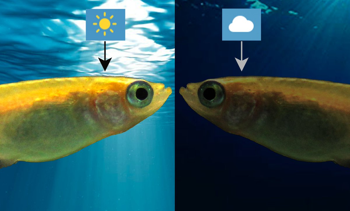 Feeling “enlightened” today? The proofs of our new study on non-visual #light sensation just went live at <a href="/PLOSBiology/">PLOS Biology</a> plos.io/38qVepI. In this study, we start to disentangle the enigmatic complexity of #fish non-visual #photoreceptors and their role for #behavior… [1/4]