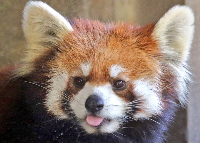 かわいい レッサーパンダ イラスト