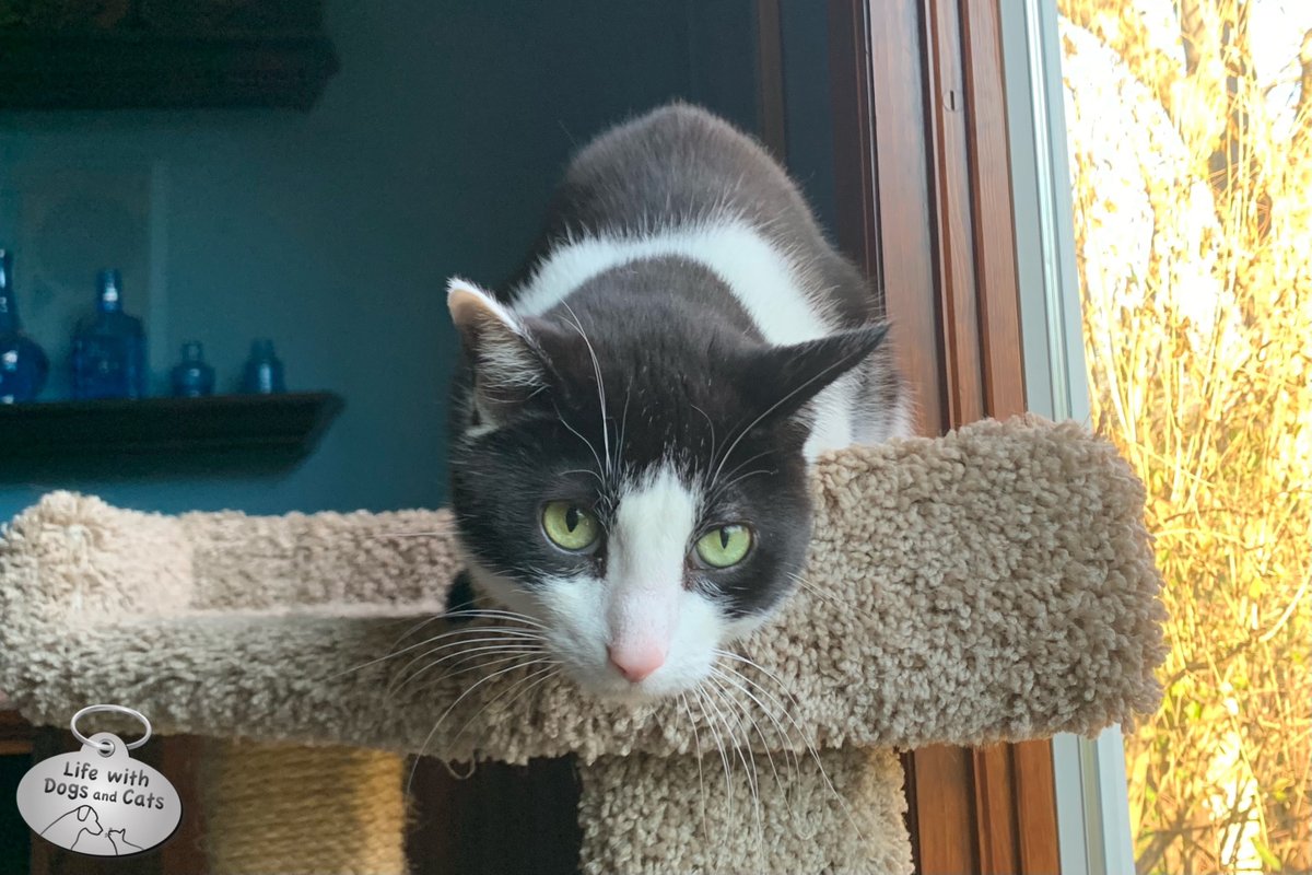 CalvinTKatz's tweet photo. Calvin doing his best impression of a gargoyle. #hangingout #catpositions #catgargoyle https://t.co/lnuu13hjUz
