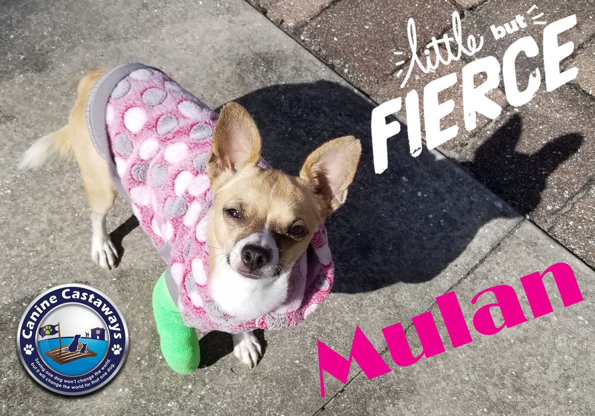 CanineCastaways's tweet photo. MULAN, Tiny Pup Found W/ Broken Bones &amp; Covered in Wounds from Manatee County, Check out Mulan's wish list on Cuddly.... https://t.co/jtmZKknLG5 https://t.co/si5XKWTIdJ
