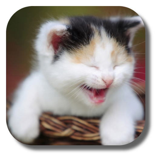 catvet94's tweet photo. My new emoticons for 2021. (1)
Like, laughing, wow, angry. 
#thefelinefabio #theFold @CatsForLDP @LouDPhillips #prodogies #catvets @LaurieMit @Mindlessrobot37 @carolynlawrence #CatsOfTwitter https://t.co/vtbnMAo1Pm