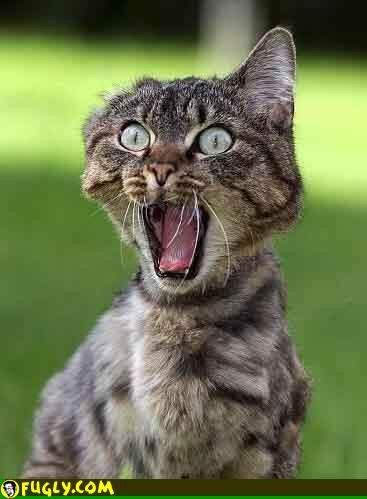 catvet94's tweet photo. My new emoticons for 2021. (1)
Like, laughing, wow, angry. 
#thefelinefabio #theFold @CatsForLDP @LouDPhillips #prodogies #catvets @LaurieMit @Mindlessrobot37 @carolynlawrence #CatsOfTwitter https://t.co/vtbnMAo1Pm