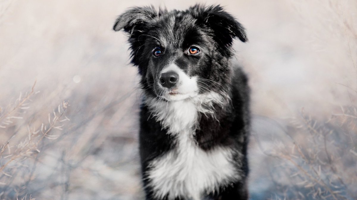 We have updated our Kennel Club Coronavirus hub with the latest government advice regarding the national lockdown. Our advice includes answers to frequently asked questions, such as “I’m due to collect my new puppy. What should I do?”. 

Read more here: bit.ly/3nyH3U5