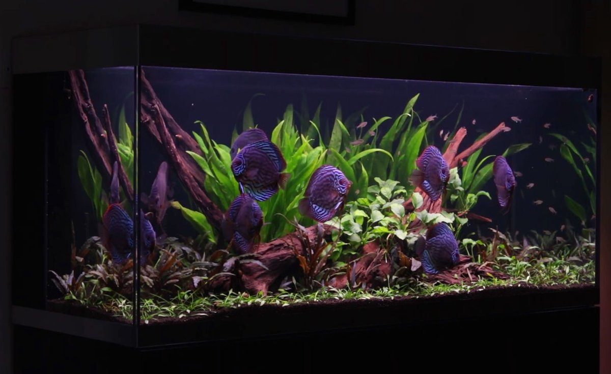 George Farmer rounded up his year with a 50 day update on his OASE HighLine 400 planted discus aquascape. Watch his full video here: bit.ly/381DfGo
