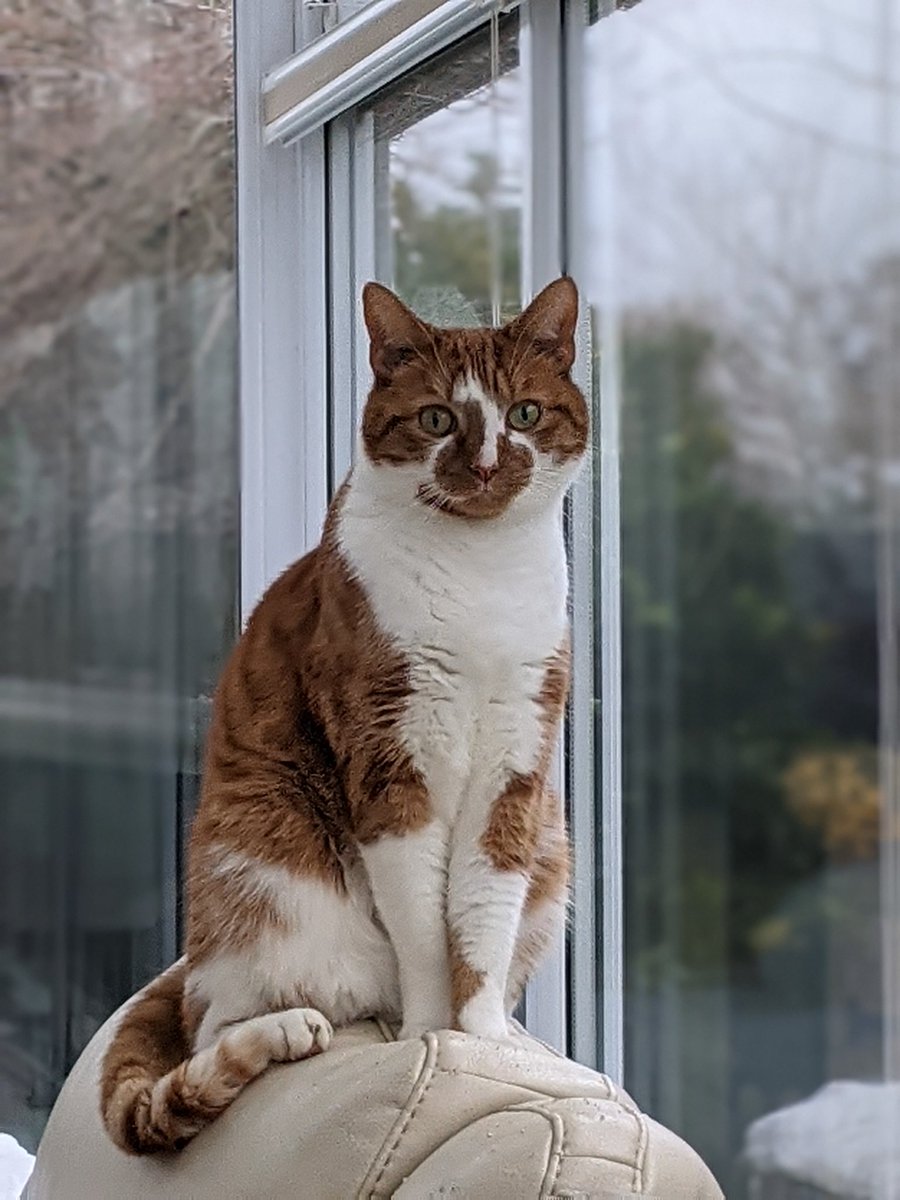 jeff_spot's tweet photo. @yoyu777uk @samchatice @katehinds @Gamer__Guy @mrsbeans57 @cats_weather Thank you, Good Luck with it. https://t.co/Um1KkOIyje