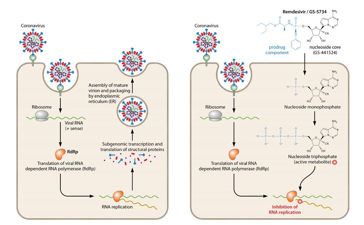 3/ Remdesivir is a nucleoside analog that inhibits RNA-dependent RNA polymerase. Following phosphorylation, remdesivir-triphosphate competes with natural occurring nucleoside triphosphates for incorporation into viral RNA, terminating RNA synthesis.DOI: 10.1128/CMR.00162-20