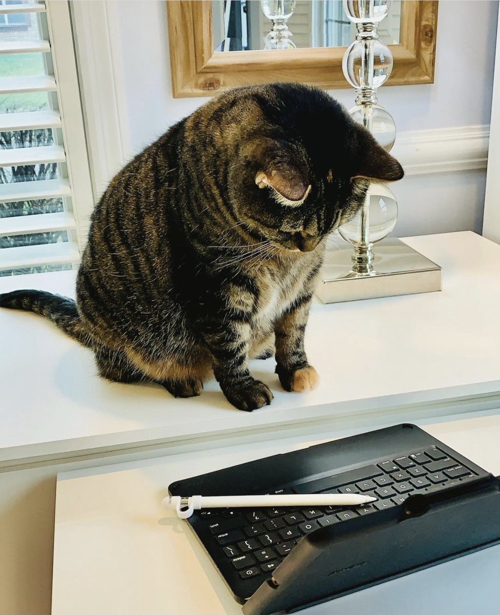 bobbiebbing's tweet photo. I am going to choose to  
#WorkSmarter this year by trying to reduce distractions... Like the office cats wanting to play her fish game on the iPad LOL!

#AutonomousNewYearResolution https://t.co/bQDYZU4V7G