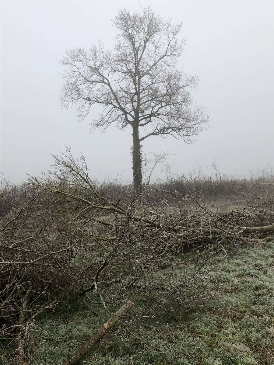Yesterday’s mysterious walk in freezing fog began alongside cuttings from overgrown hedgeIsolated stile alert  @LakesStiles  @tutty352  @clouds_go_by More stiles and looming beasties follow 