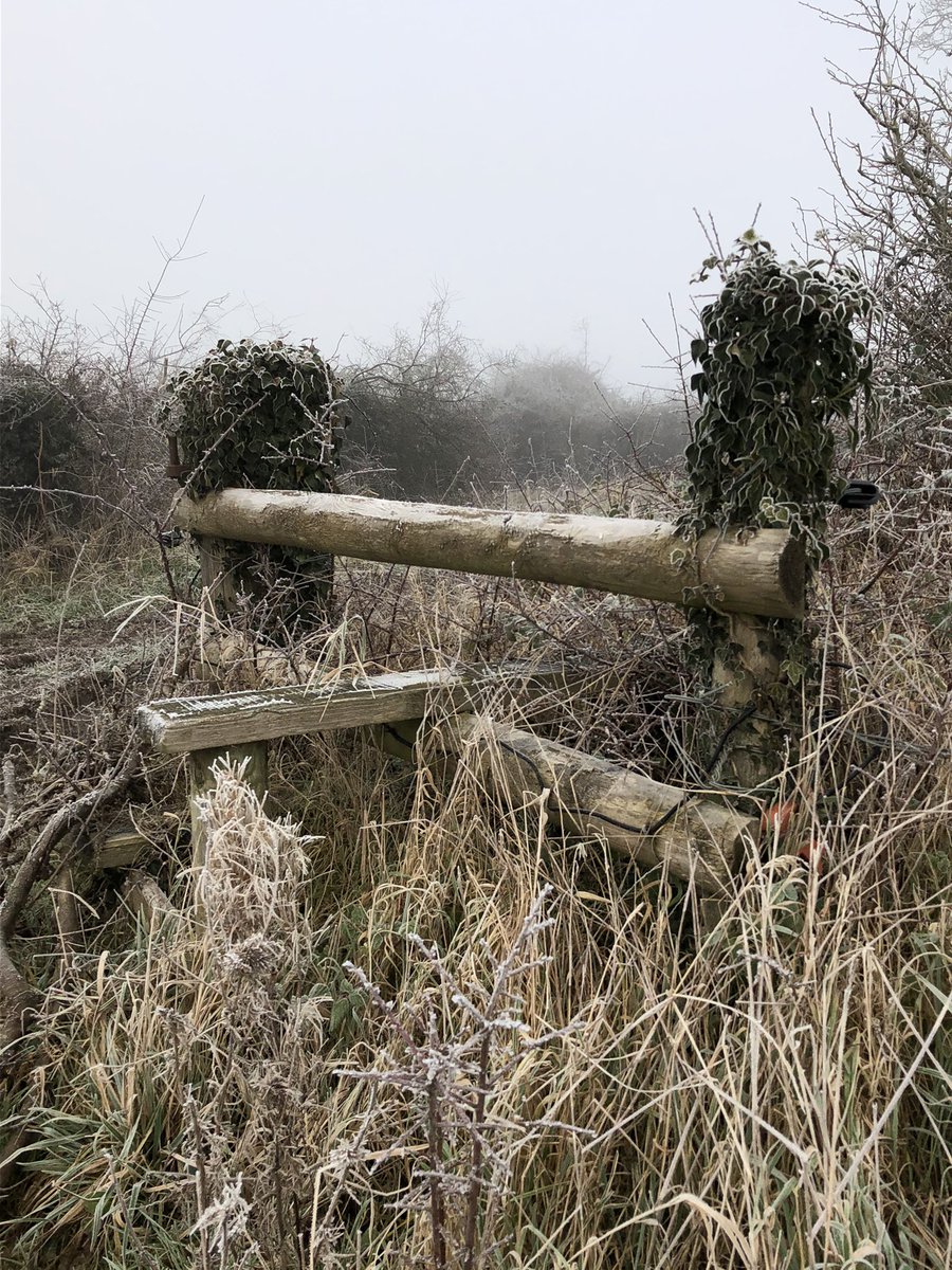 Yesterday’s mysterious walk in freezing fog began alongside cuttings from overgrown hedgeIsolated stile alert  @LakesStiles  @tutty352  @clouds_go_by More stiles and looming beasties follow 