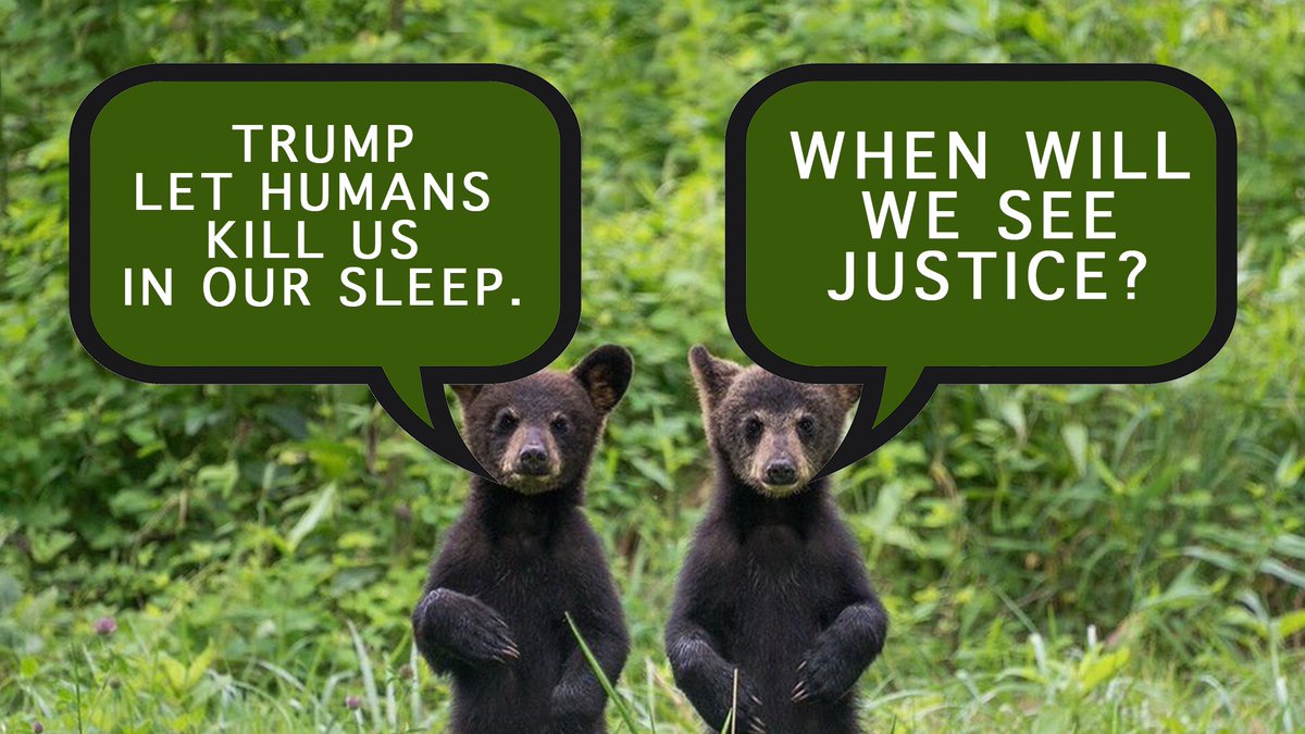 _AnimalAdvocate's tweet photo. I don't know if #justice has ever had an orgasm before but she is about to come for #Trump and his crime family😂👊 
#LockHimUpNow👺
#BanTrophyHunting

@RickyGervais @Protect_Wldlife @PeterEgan6 @zbleumoon @Ivy_MiddletonUK @RobRobbEdwards @vegix @Animals1st @domdyer70 @Veganella_ https://t.co/c0YXVUEvRt