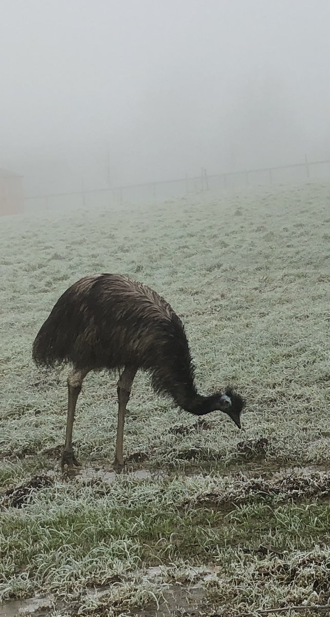 More stiles on a narrow footpath alongside a field containing dinosaurs