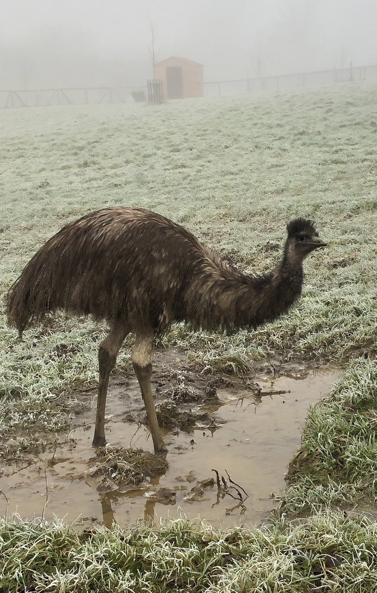 More stiles on a narrow footpath alongside a field containing dinosaurs