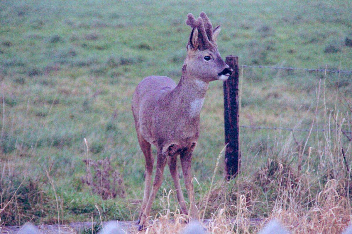 Farmily_buckets's tweet photo. Did you know that as well as our 300 animals in the barn and fields we have a few visitors? Here’s just one of the visitors captured by Chris that we just love to see our in the fields. 
#caenhillcc #deer #wilddeer #visitor #farmvisitor #welcomevisitor #englishwildlife #wildlife https://t.co/T32RHZOxPN