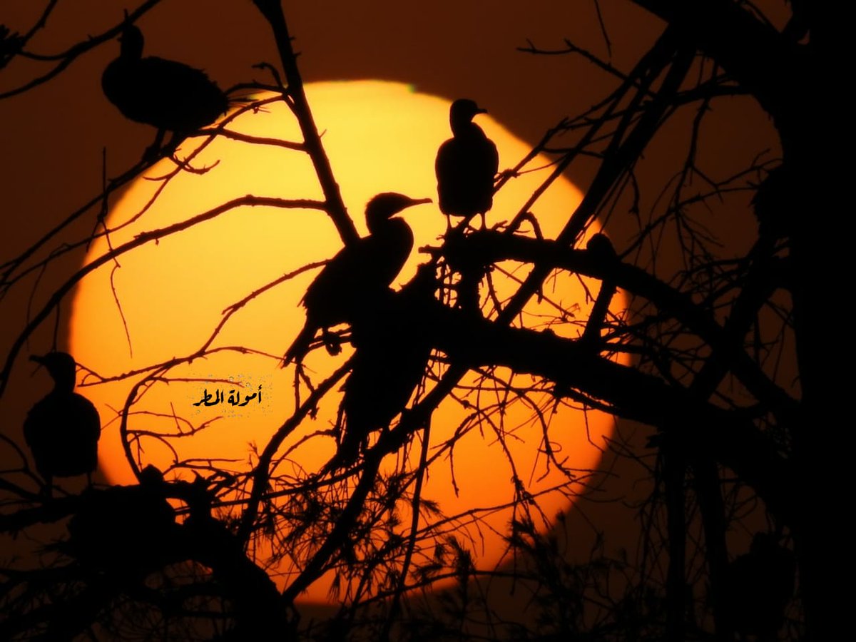 WeatherOman1357's tweet photo. *النجاح هو الطموح والتفاؤل والعمل الجاد والأمـــل بالحـياة،،، أمـــولةالمــــــطر* https://t.co/qWxp7478b3