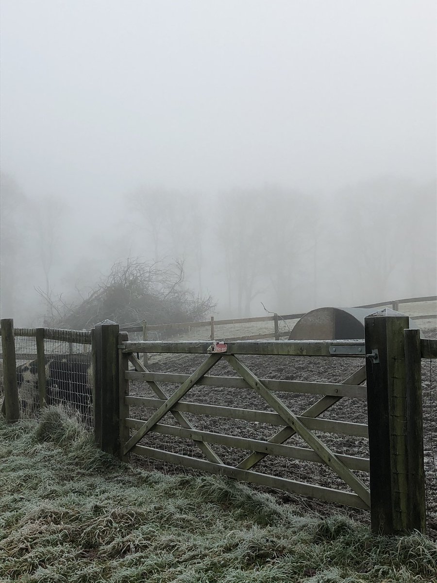 What’s in this field? Ah, piggies 