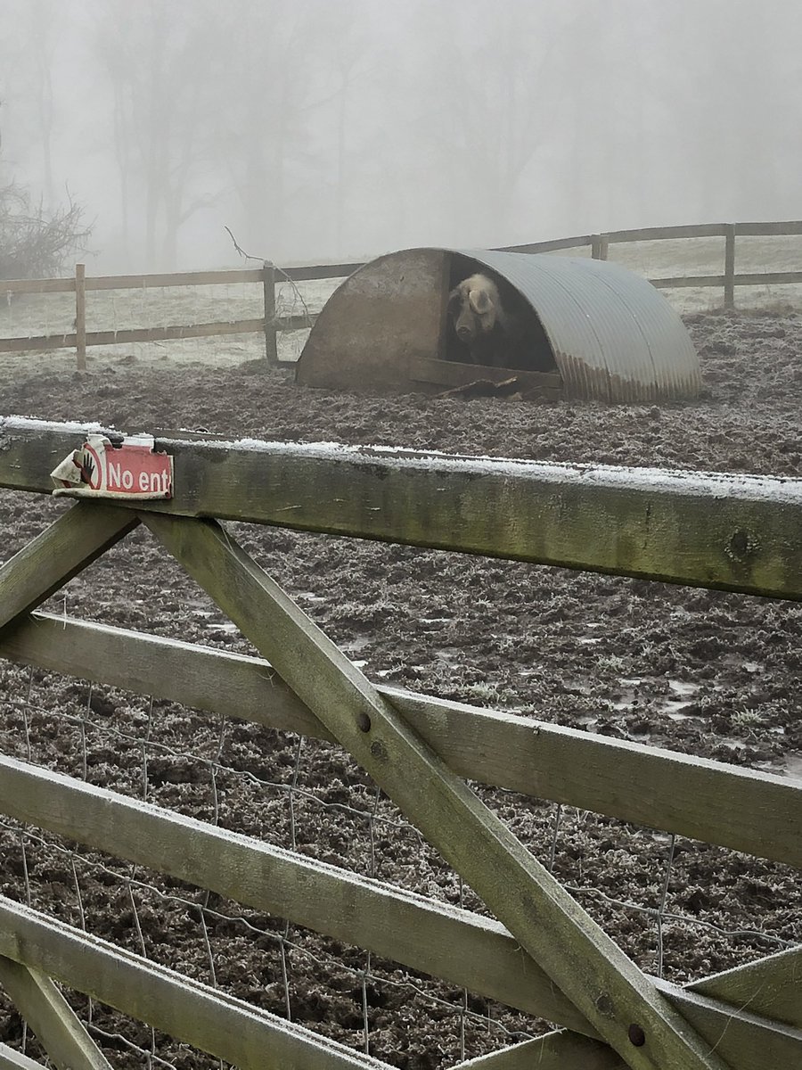 What’s in this field? Ah, piggies 