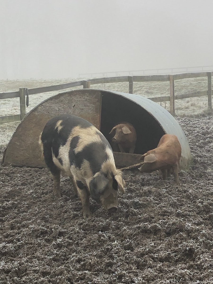 What’s in this field? Ah, piggies 