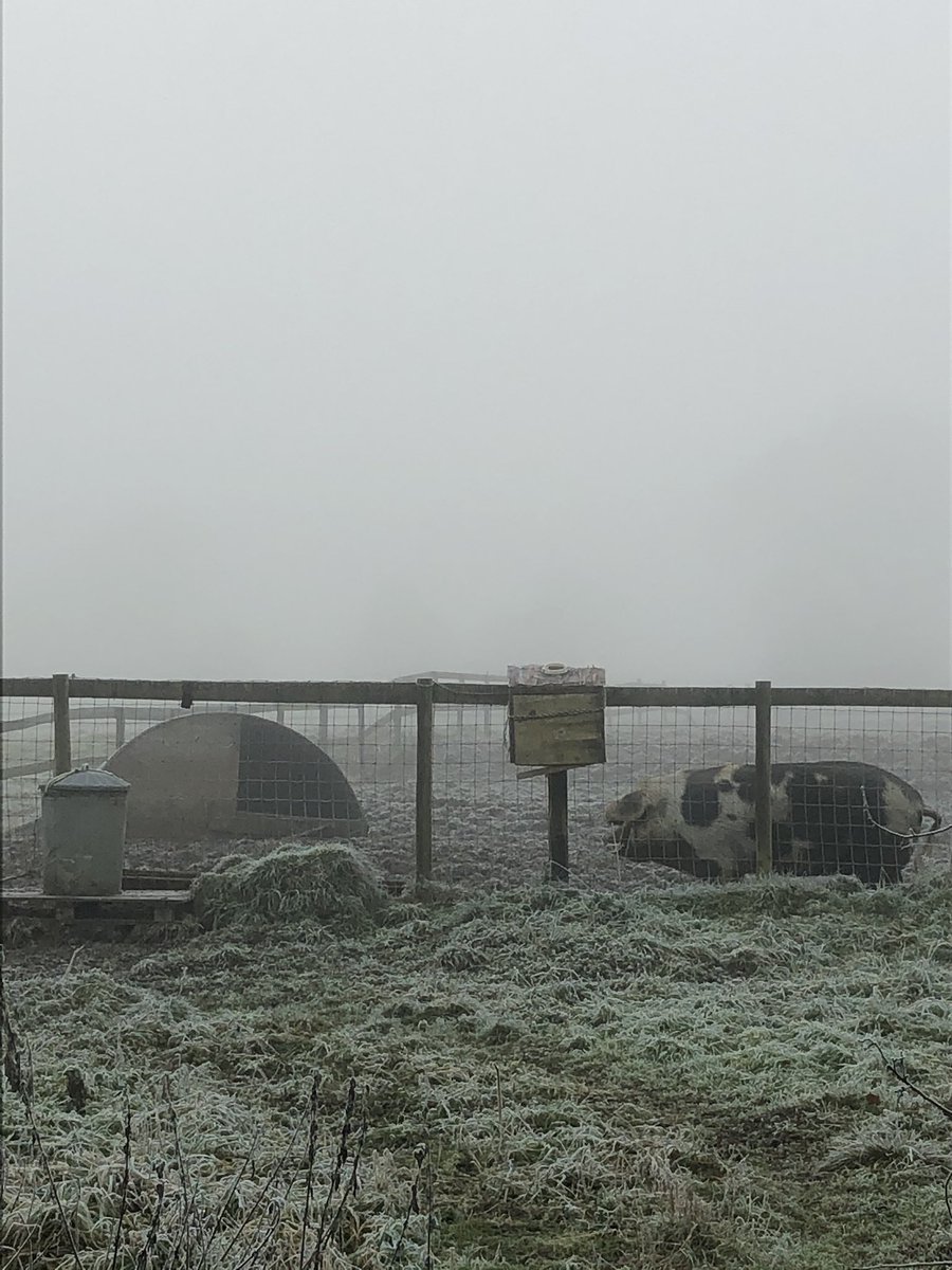 What’s in this field? Ah, piggies 