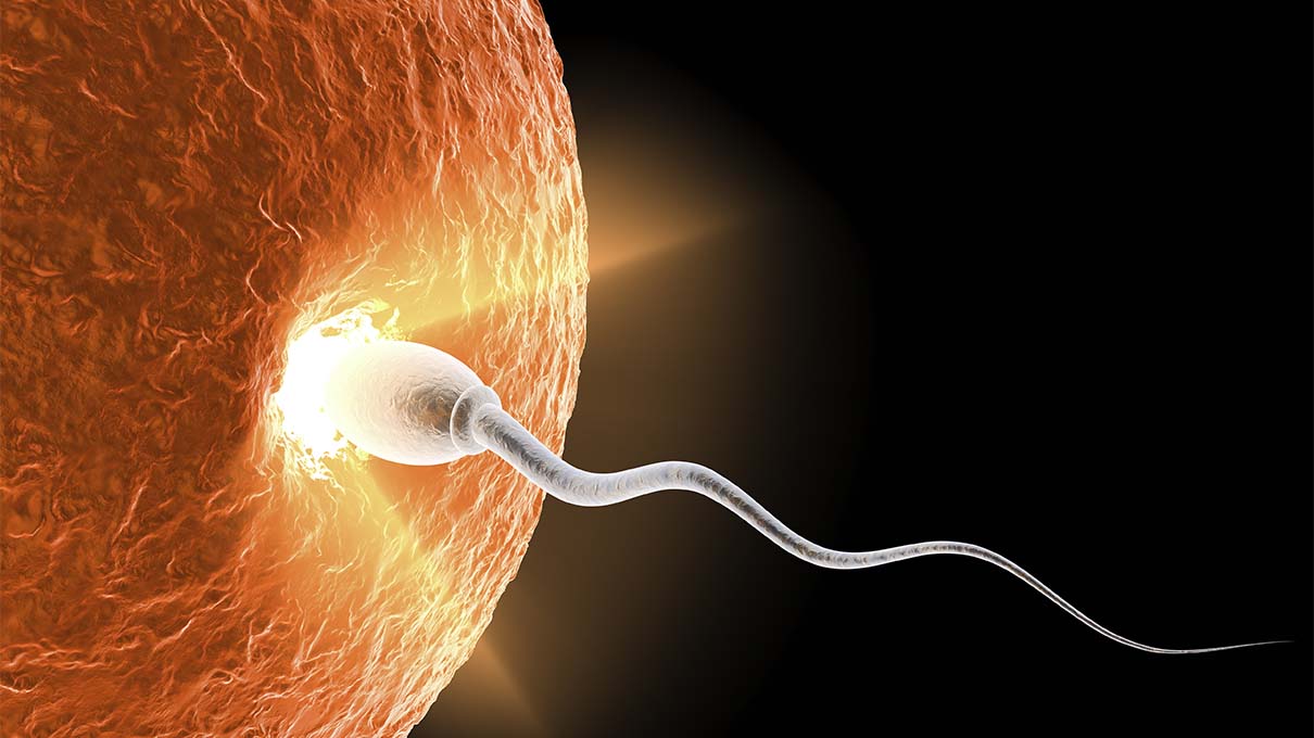 обновление спермы в организме фото 89