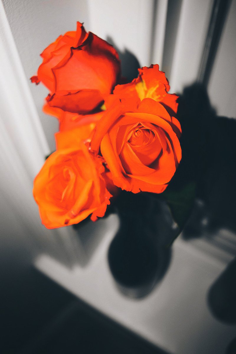 MutedGhost92's tweet photo. It’s the year of the blossom stage. #flowerography #herepiceyephotography #blasianphotographer #rosegoals https://t.co/nlVeRAIX2k