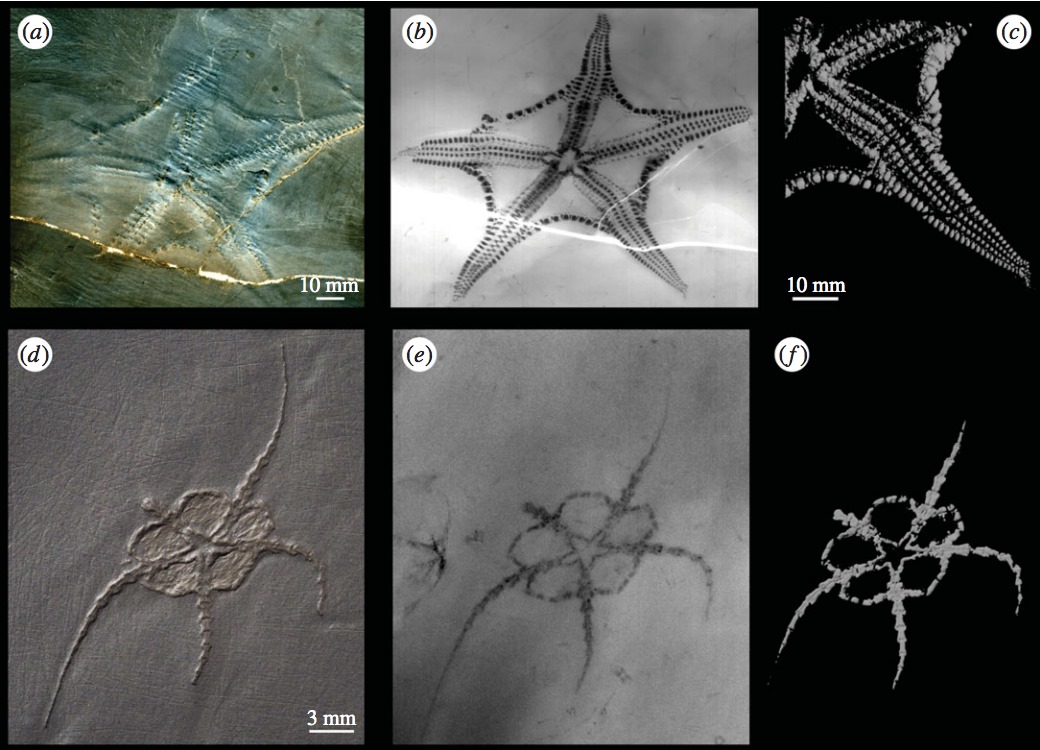 LizClarkPhD's tweet photo. New paper out with @JohnRHutchinson! 3D imaging of six fossil brittle stars shows critical elements missing for musculoskeletally-driven motion, revealing key steps in the evolution of modern-day brittle star locomotion. 
https://t.co/8kskPfQAUV https://t.co/bmDK8UlAww