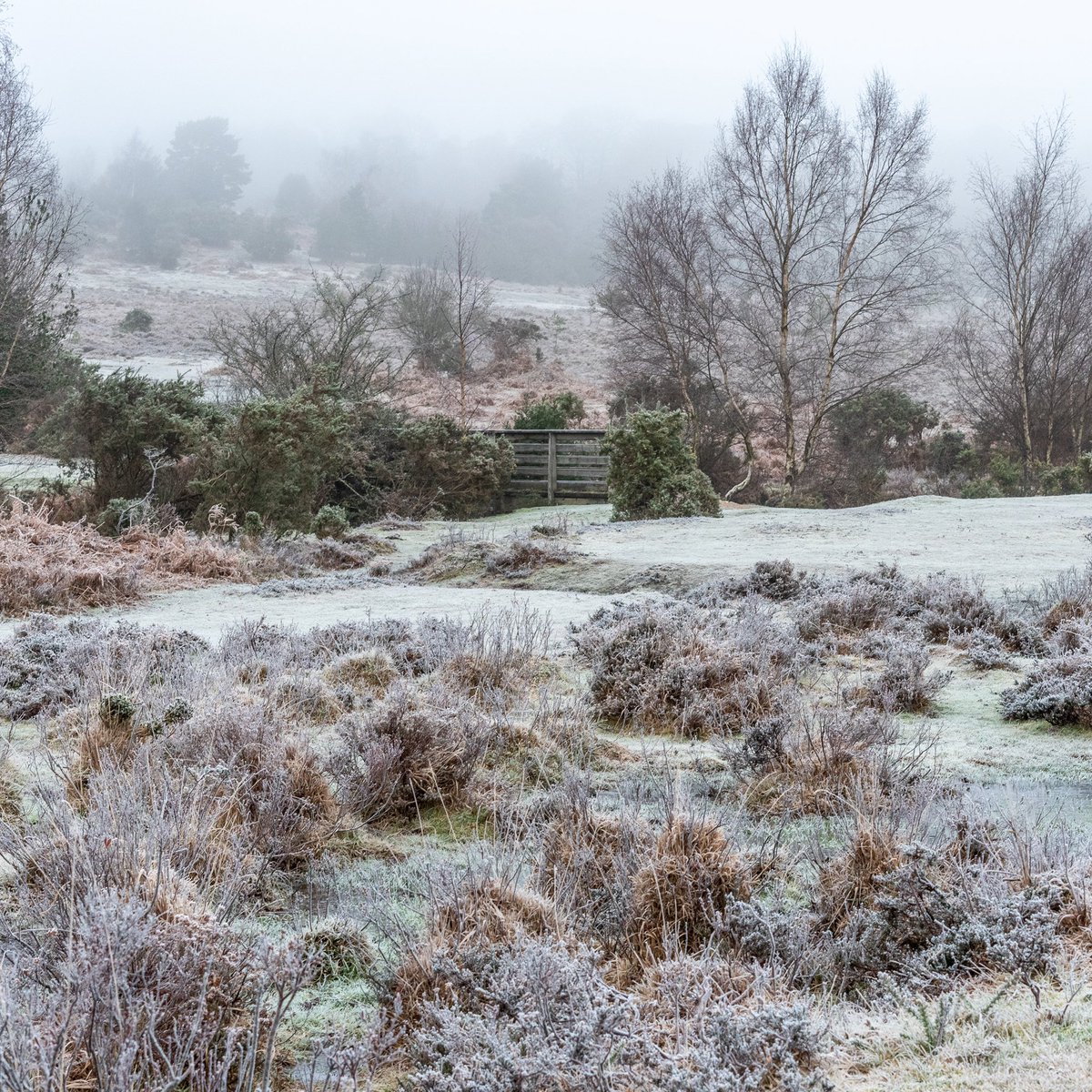 Loving how the frost and fog transforms our Forest landscape

#gloriousbritain #thenewforest 
#guardiantravel 
#forestryengland #uk 
#nationalparks 
#ukinfocus #fordingbridge
#newforest #newforestnationalpark 
#bbcweatherwatcher #newforestwalks #frost  #forest #forestphotography