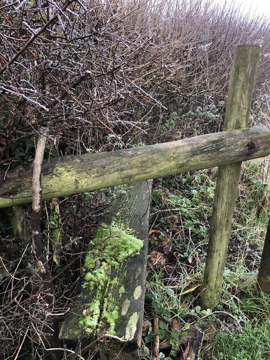 And back to the bridleway leading home, passing disused stile and frozen brambles