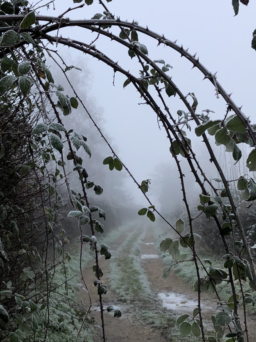 And back to the bridleway leading home, passing disused stile and frozen brambles