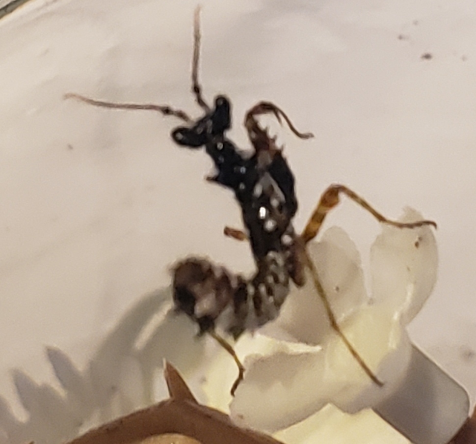 SierraBrooksArt's tweet photo. My little #prayingmantis Ludwig has molted from black to white. Cant wait to see his final stage! L4 #Spinyflowermantis #insect #mantis https://t.co/wvp8K8Fu4w