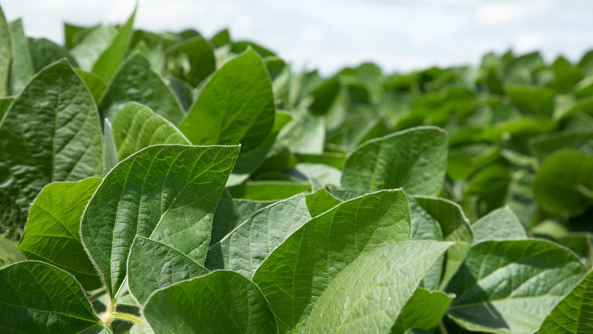 Golden Harvest Seeds tweet media