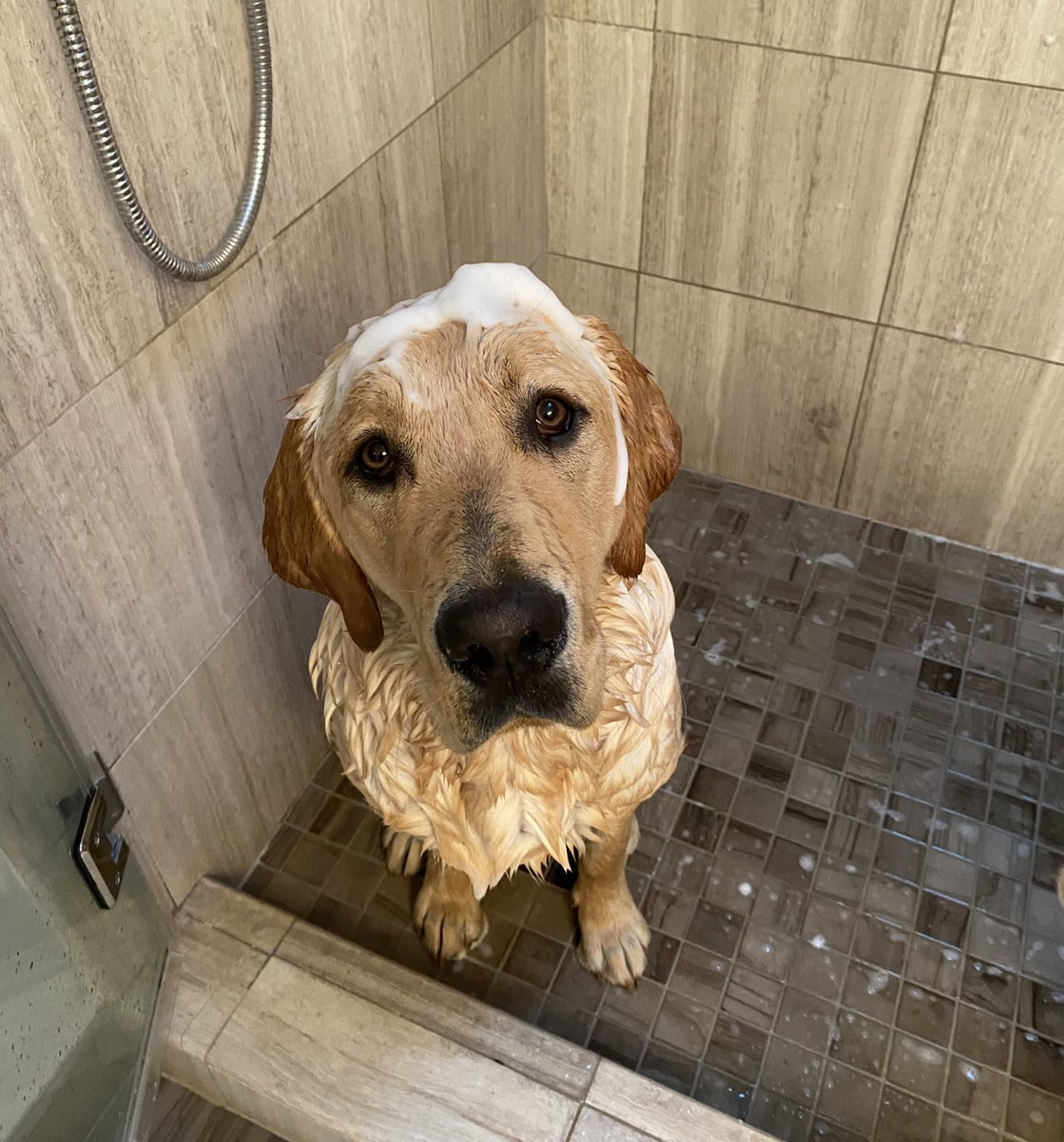 CapsPup's tweet photo. scrub a dubdubbb its #nationalbubblebathday 🛁 https://t.co/yeHFx24ViD
