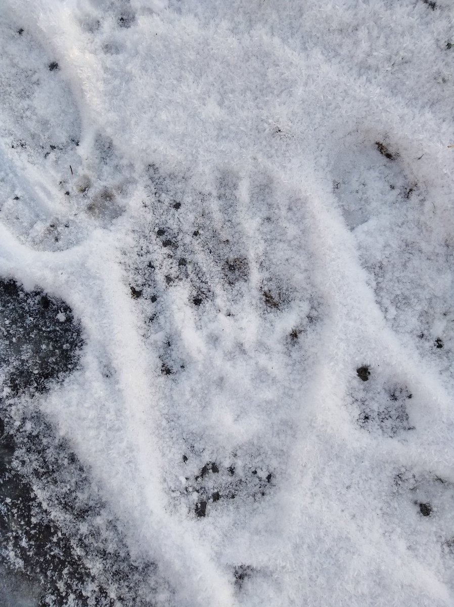 WillGovan1's tweet photo. Can anyone identify this footprint? Bear in mind I have size 15 boot! In Co. Cavan, Ireland. #biodiversity #Bigfoot #animaltrack #footprint #wildlife https://t.co/pjceuOHbJT