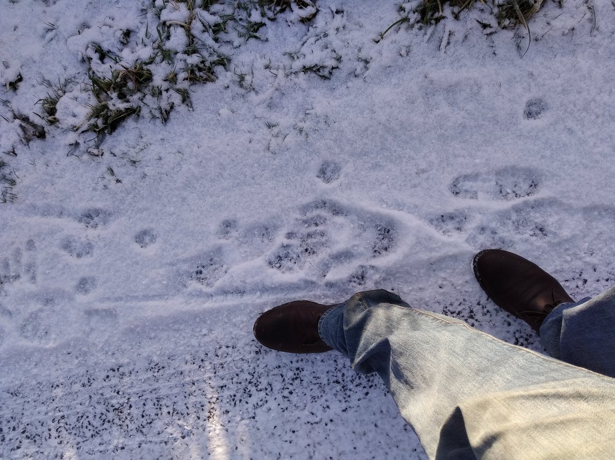 WillGovan1's tweet photo. Can anyone identify this footprint? Bear in mind I have size 15 boot! In Co. Cavan, Ireland. #biodiversity #Bigfoot #animaltrack #footprint #wildlife https://t.co/pjceuOHbJT