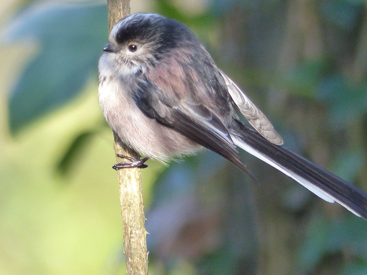 GeoffHunt11's tweet photo. Long-tailed Tit Meantán Earrfhada in the Demesne Newcastle West https://t.co/RszeEEyWZO