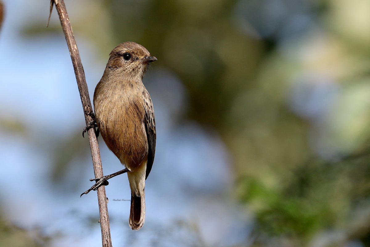ShaliniElassery's tweet photo. A little brown bird..saw a lot of posts of the male so decided this little lady also needed her place on the timeline
Pied Bushchat (F) Saxicola caprata
#IndiAves @Avibase #birds #Melagiris https://t.co/WS0GLXxGKC