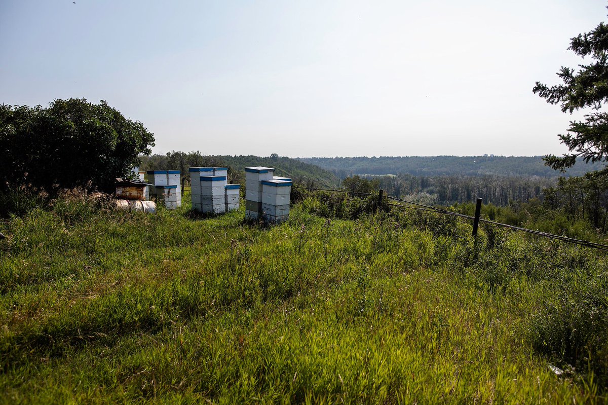 albertahoney's tweet photo. Dreaming of hot summer days and the next beekeeping season!
#alberta #beekeeper #goodmorninghoney #bees https://t.co/cQKSdip9gk