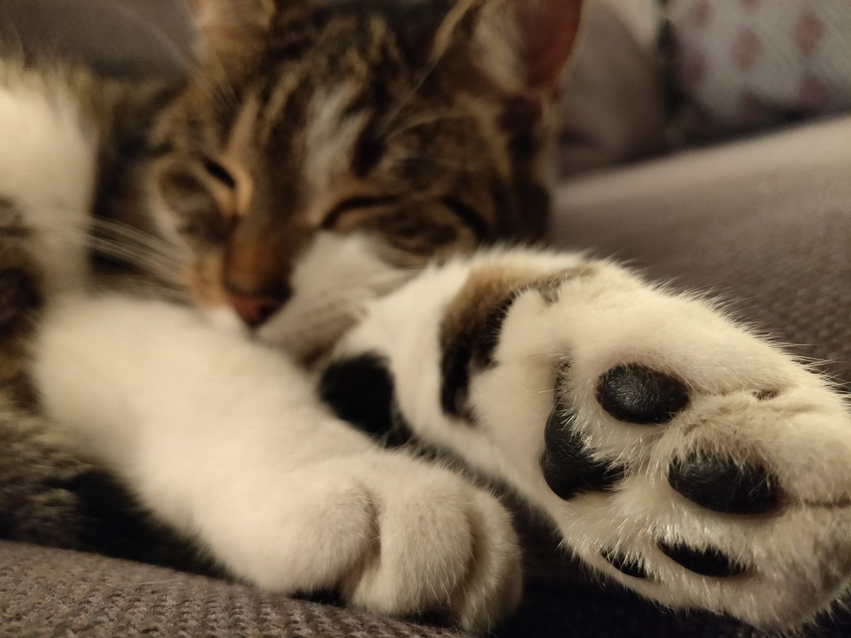 FundyLive's tweet photo. no special tweet today, just a cat. 
enjoy https://t.co/CZzNPQEInX