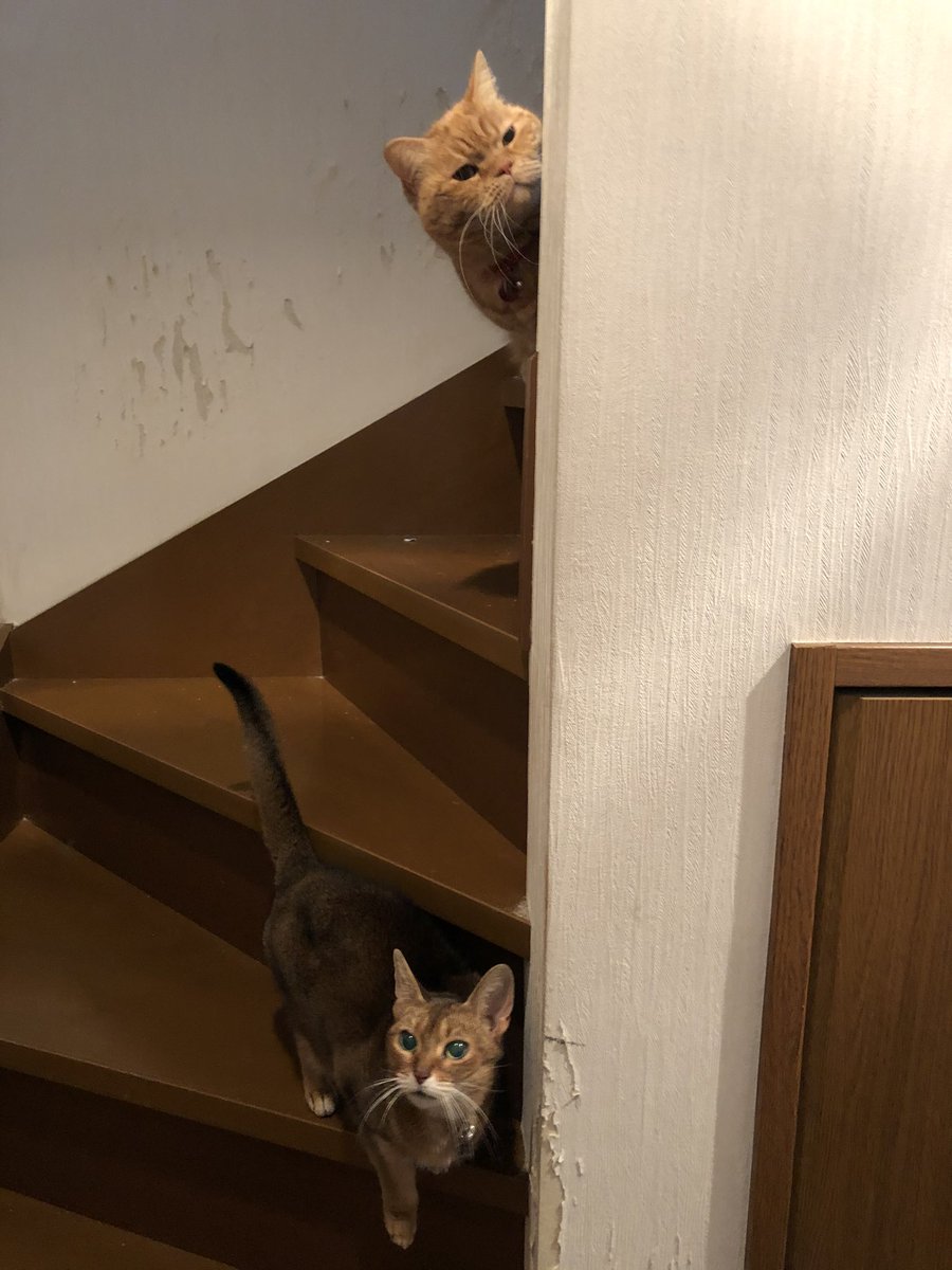クメタケ 訳あってニャンズを寝室に入れられないのでキャットウォークを別の用途で使用中 上野野外でのりえぴー 帰宅を出迎える上の子達 ライム スコティッシュ コロン アビシニアン 高橋莉江 りえぴー 猫好き ねこ好き ネコ好き 保護ねこ 保護