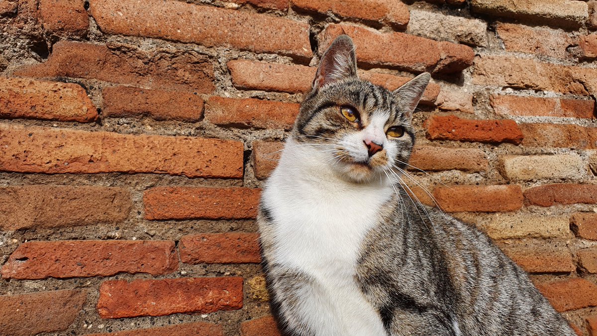 pompeii_sites's tweet photo. In a #Pompeii without visitors, the cats wander the streets of Pompeii alone. They are among the few figures walking through the excavations, other than the custodians and staff who are working to preserve the site. 🐱 https://t.co/C7BSeyC8U7