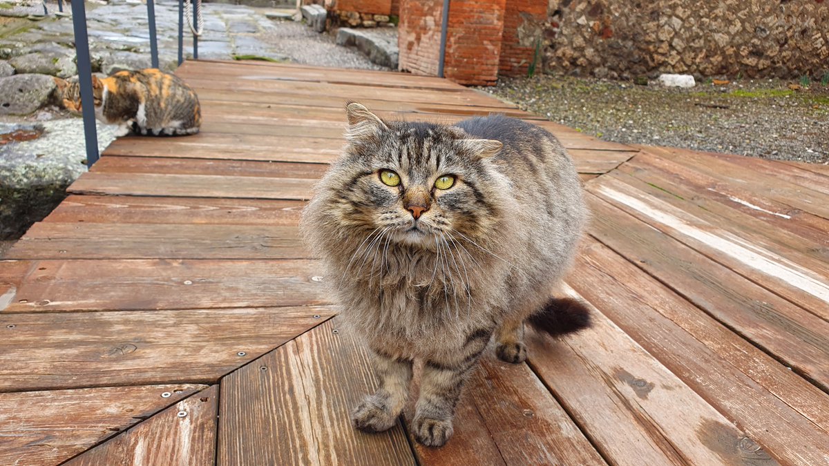 pompeii_sites's tweet photo. In a #Pompeii without visitors, the cats wander the streets of Pompeii alone. They are among the few figures walking through the excavations, other than the custodians and staff who are working to preserve the site. 🐱 https://t.co/C7BSeyC8U7