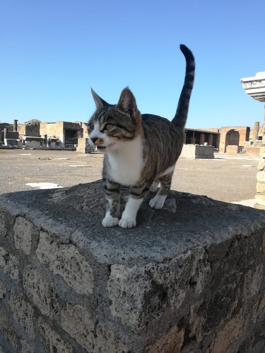 In a #Pompeii without visitors, the cats wander the streets of Pompeii alone. They are among the few figures walking through the excavations, other than the custodians and staff who are working to preserve the site. 🐱