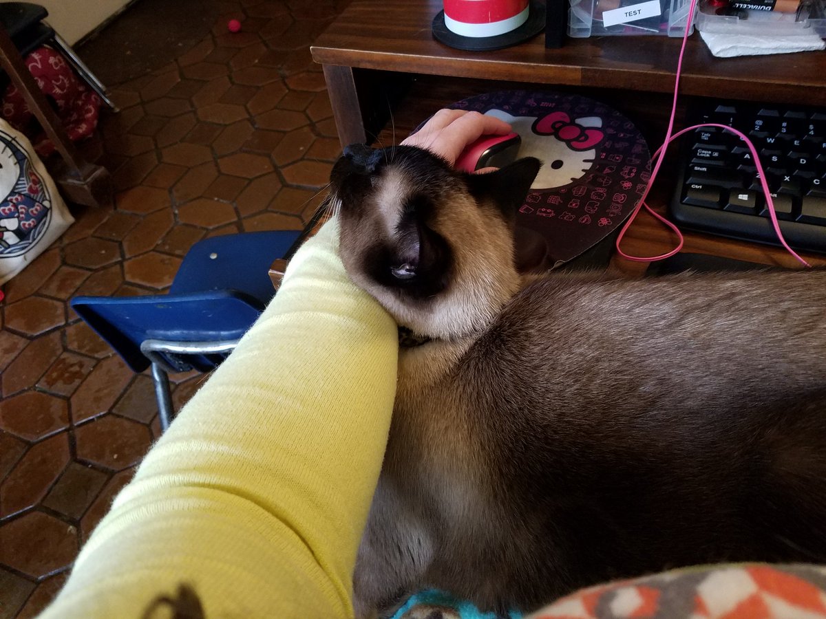 eMLo81's tweet photo. How could this possibly be comfortable? #CatsOfTwitter #Kirara #Siameseifyouplease https://t.co/1wpjD6gbg4
